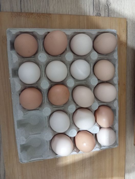 Jajka z wolnego wybiegu 1 zł za sztukę