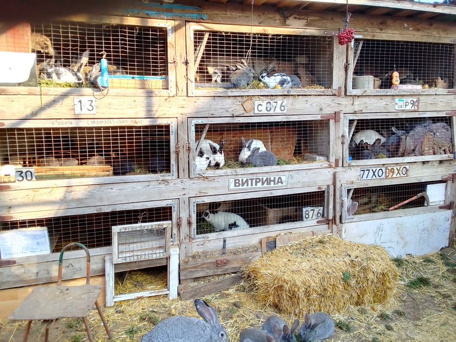 Молоднячок саме под травичку.