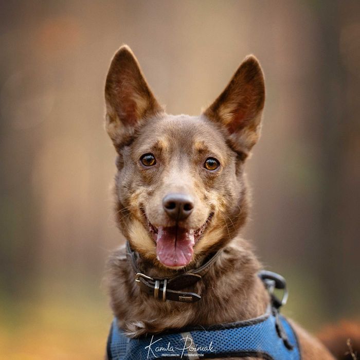 Piękny Waldi czeka na dom...