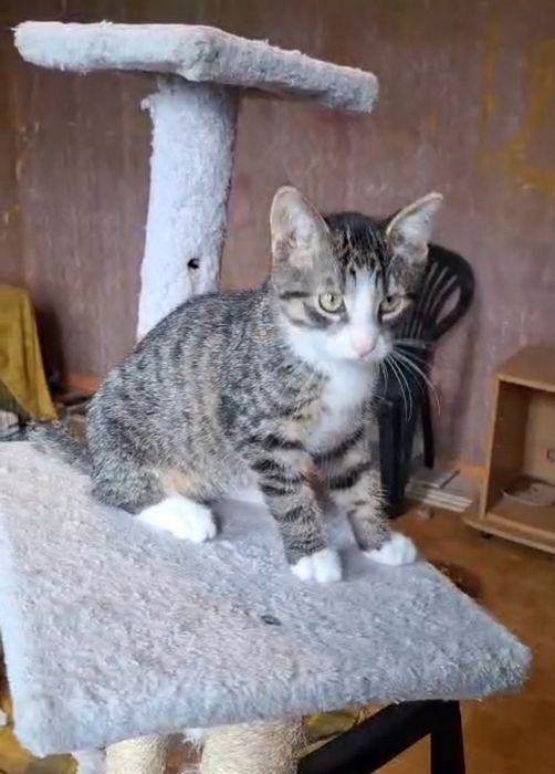 3 miesięczny kocurek szuka domu niewychodzącego