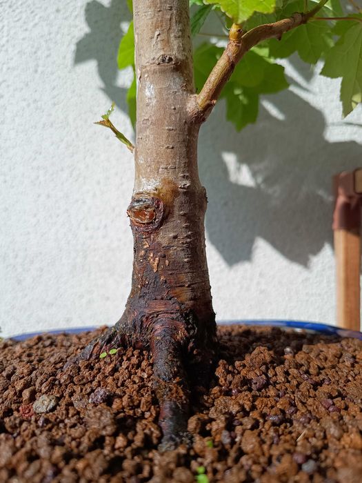 Bonsai Liquidambar Styraciflua 22 anos