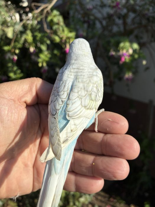 Fantastico Periquito domesticado - baixa de preço