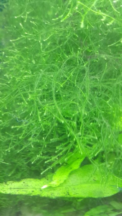 Musgo de java impecável e bonito