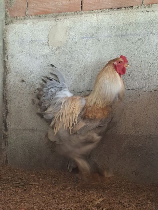 Brahma Isabella QUARTETO