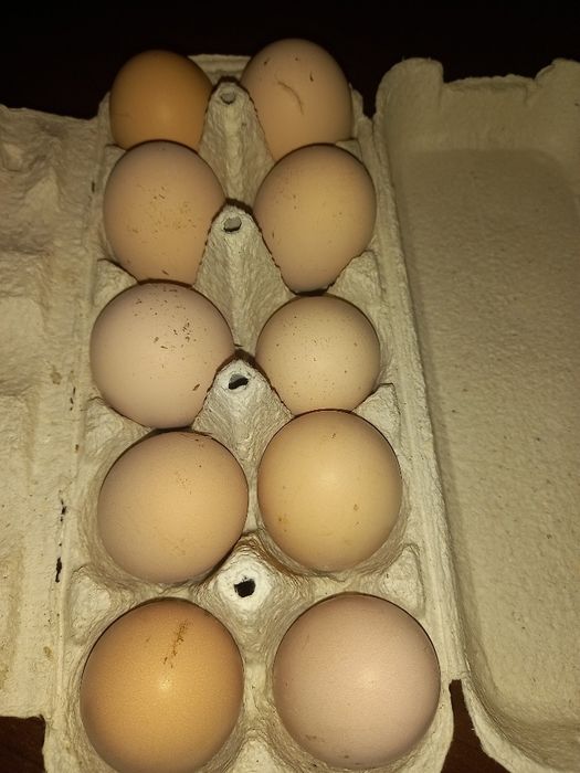 Jaja lęgowe AUSTROLOP czarny