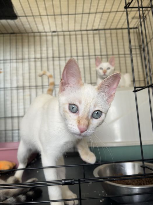 3 Gatinhos Branquinhos meiguinhos!