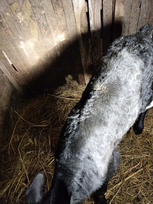 Продам бычка 7ми дневнего