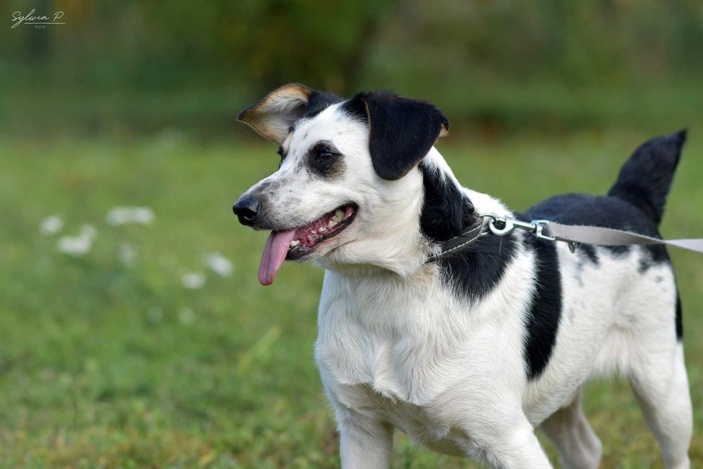 Gapa - wesoły i tryskający energią nieduży psiak