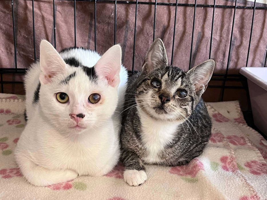 Nie mają szans na adopcję bo są brzydkie? :(