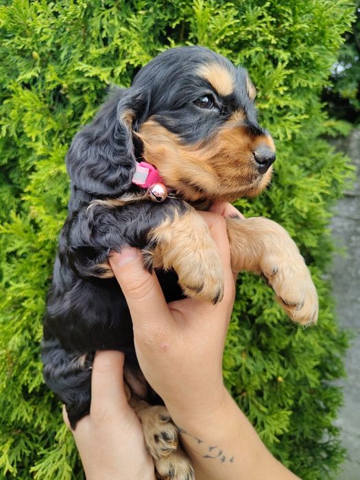 Piękna unikatowa sunia Cocker Spaniel z rodowodem