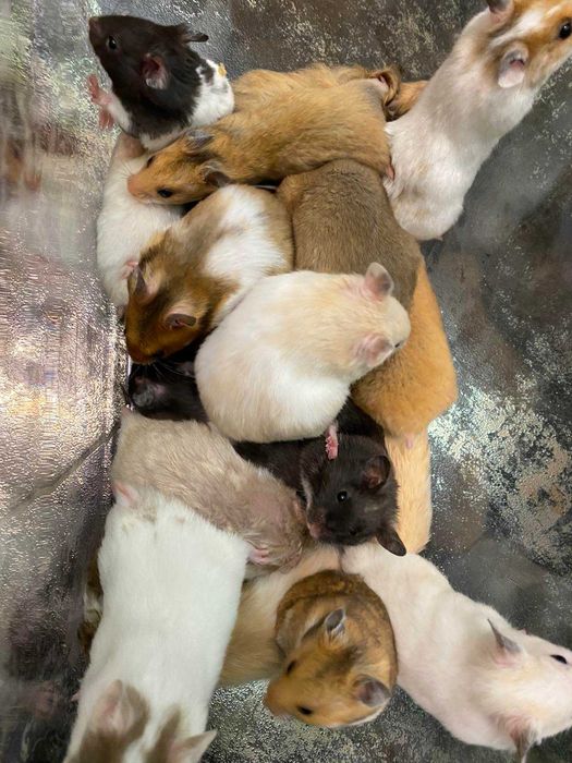 Хомка -домашній улюбленець