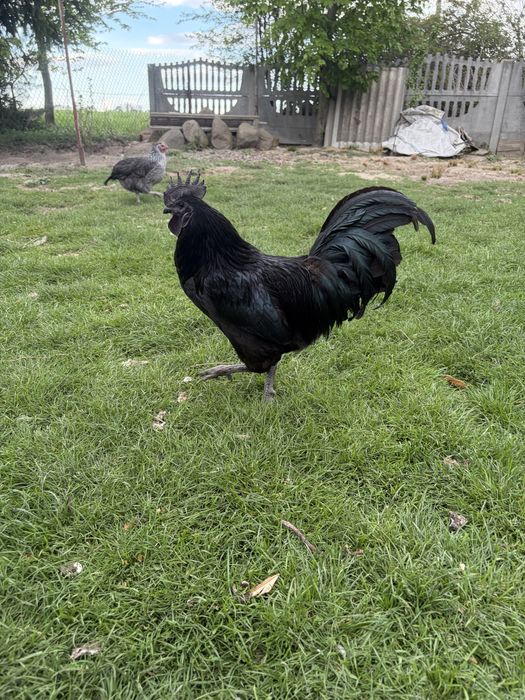 Kogut Ayam Cemani