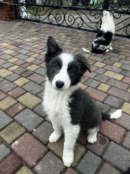 Border Collie szczeniak