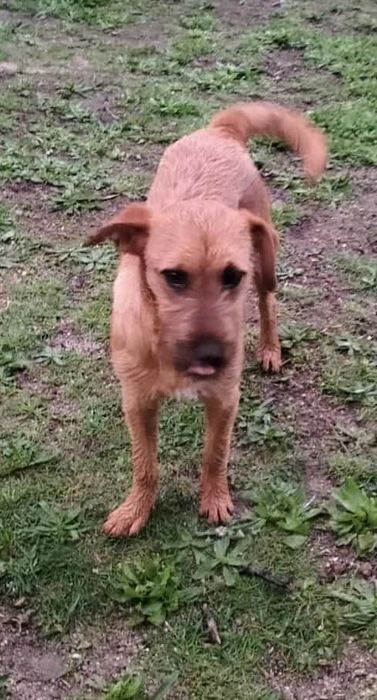 Moana, cadelinha com 9/10 meses porte pequeno para adoção responsável