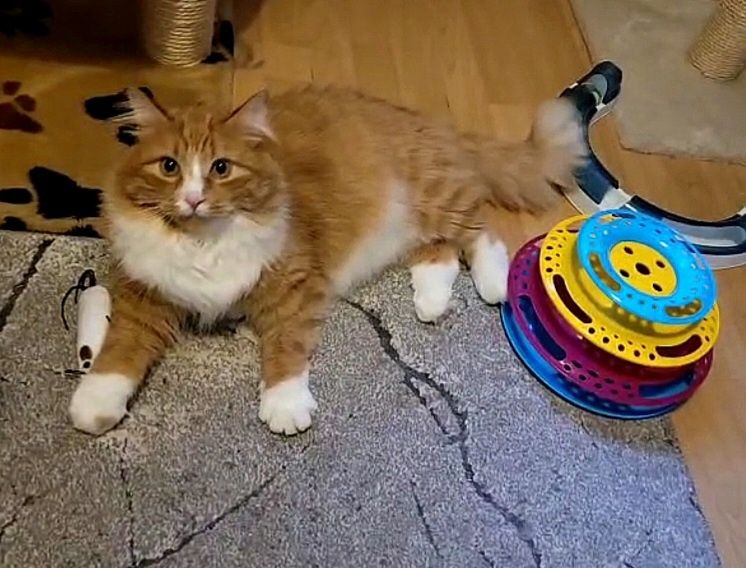 Kocurek w typie norweskich leśnych Leoś szuka domu...