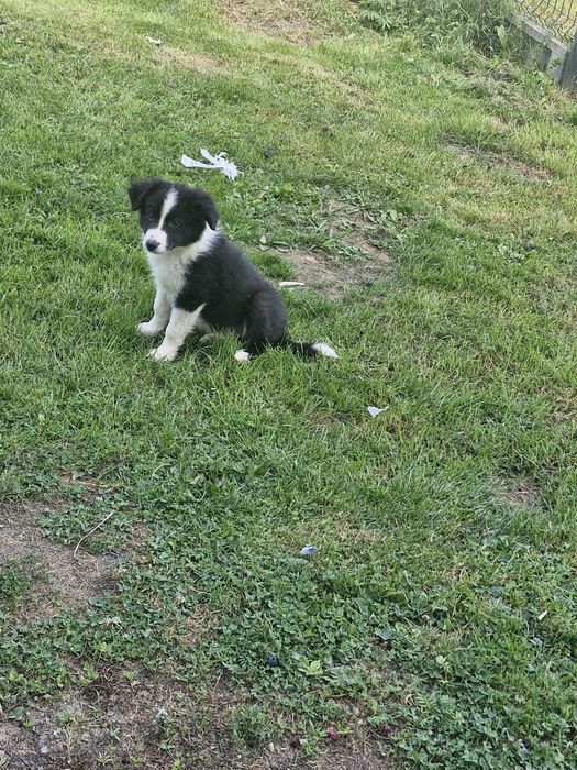 Piesek border collie