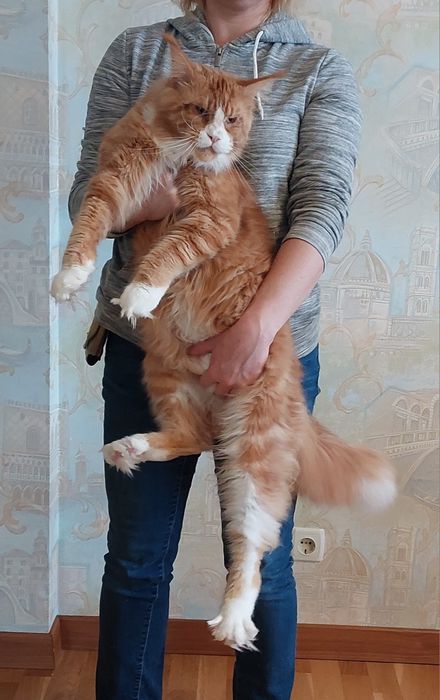 Чистопородні котики  та киці  кошенята  Мейн-куни великиі пухнасті  та дуже красиві