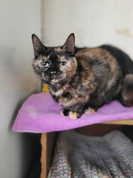 Кошечка Касиопея ищет дом