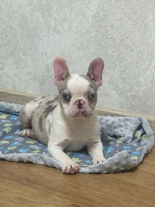 Мила, красива дівчинка, блакитні очі