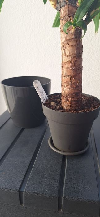 Seis vasos cada €1