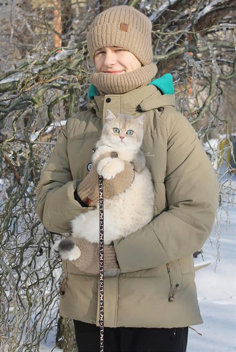 Красуня британської породи чекає своїх батьків