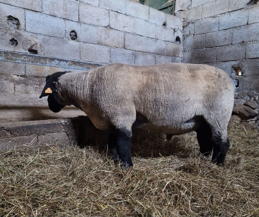 Ovelhas da raça suffolk