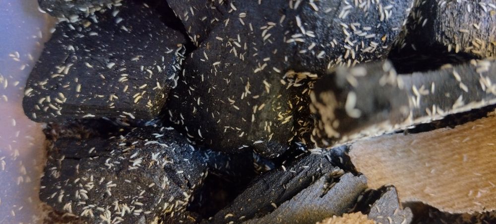 Skoczogonki ekipa sprzątająca