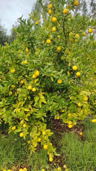 Laranjas, tangerinas e limões