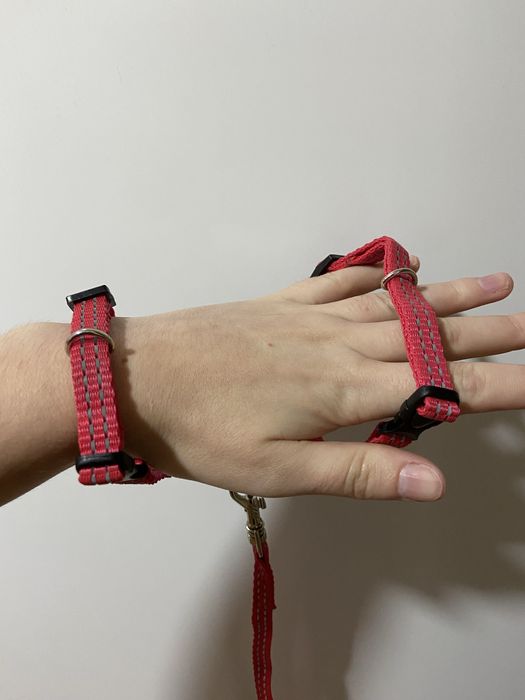 Шлея, шлейка для маленьких собак, котов