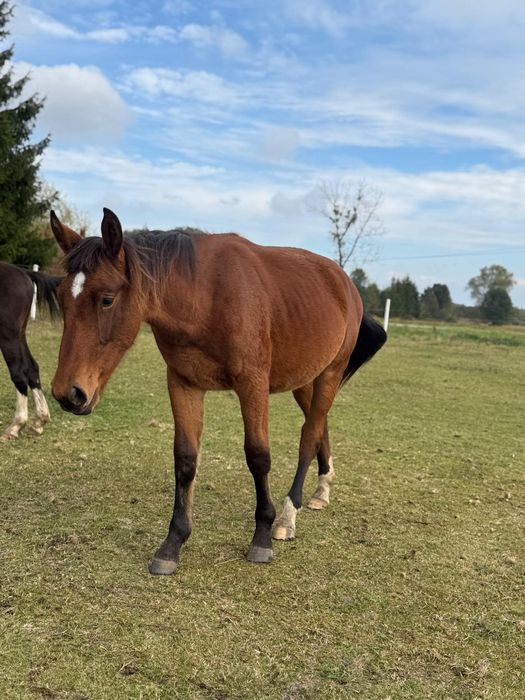 Klacz Śląska po rodzicach z licencją