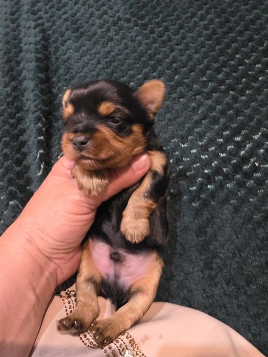 Yorkshire terrier
