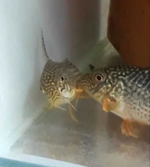 Kirys Sterby młode 2,5 - 3 cm Akwarysta