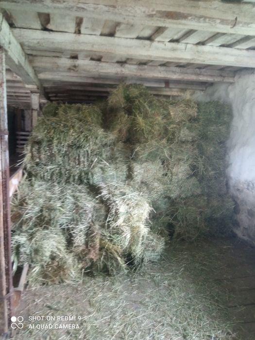 Продам тюкі сіна