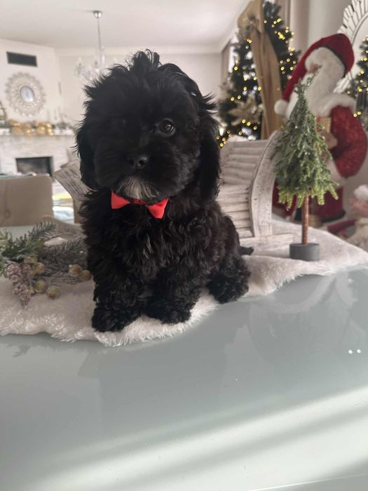 Sliczna dziewczynka Cavapoo F1