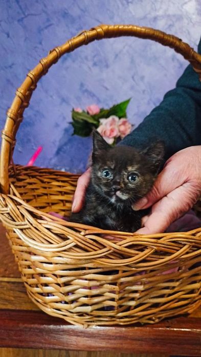 Котята котики отдам котенок девочка