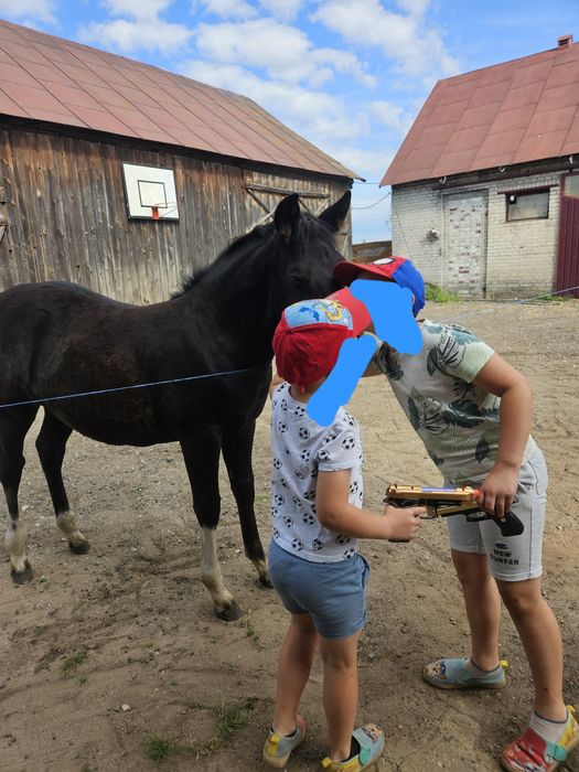 Koń, kuc, kucyk, hucuł