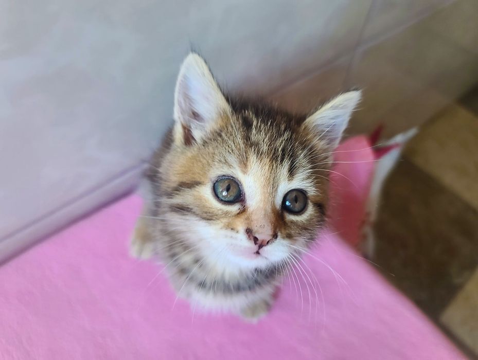 Кото-дитина в мріях про сім'ю, кішка Міра, 2м, кіт, кішка