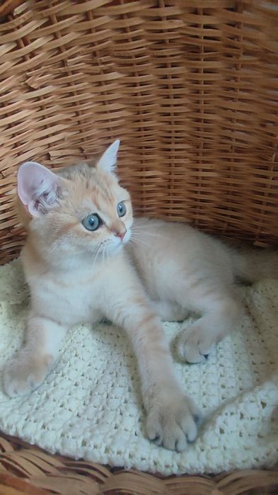 ЗОЛОТАЯ шиншилла
