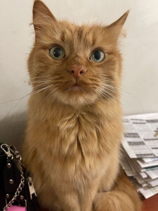 Потерялся КОТ, на трассе возле Каменского Днепропетровской области