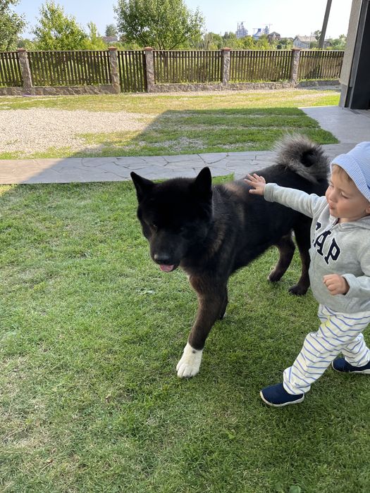 Американська акіта шукає пару на злучку