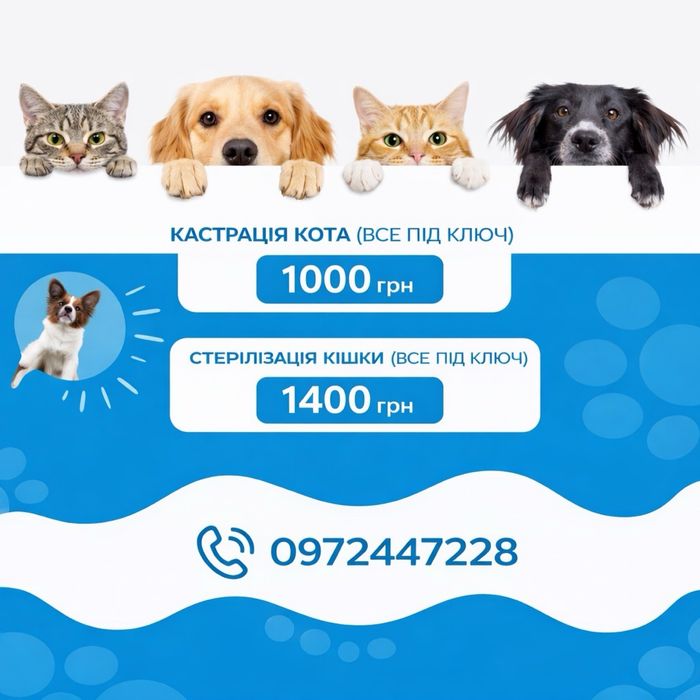 Кастрація кота 1000 грн