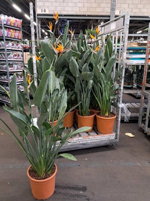 Стрелиция Reginа   h 165 cм