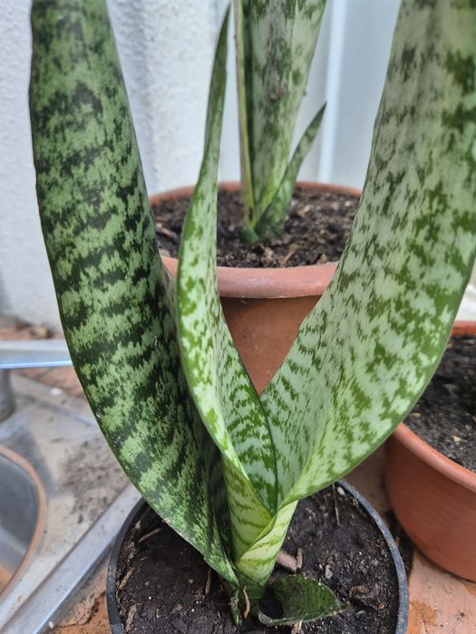 Espada de São Jorge e de Santa Bárbara