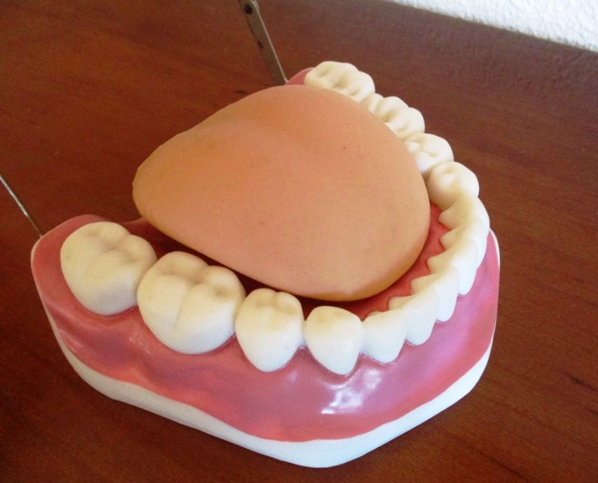 Modelo de dentes - medicina dentária