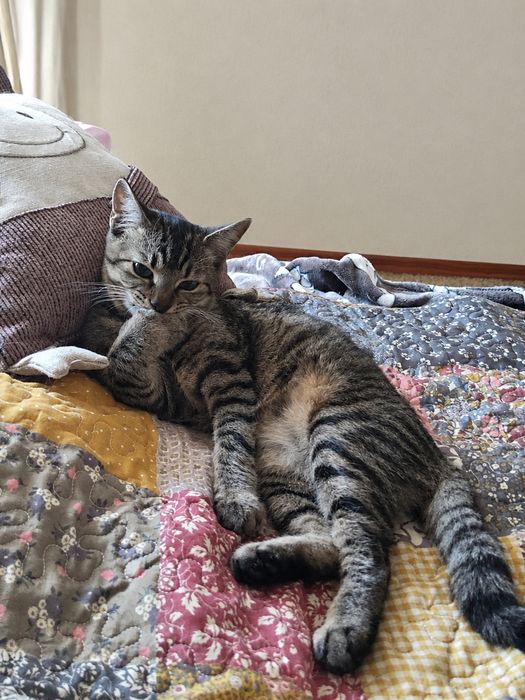 Котики шукають найкращі родини.