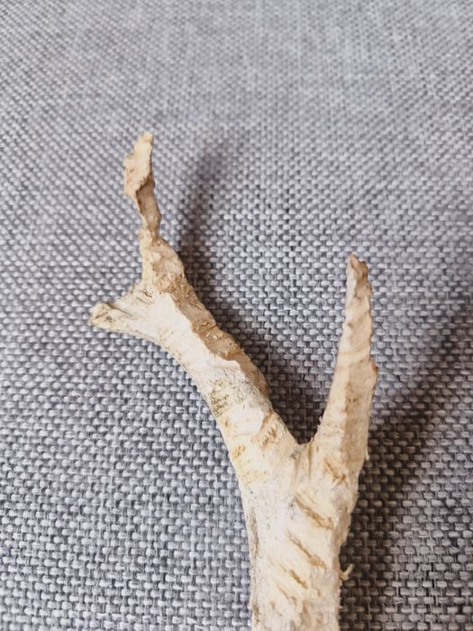 Róg sarny, wysokość 20cm