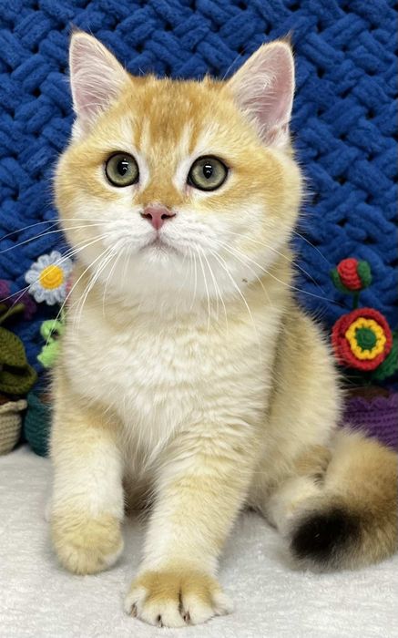 Шотландський золотий котик ny12