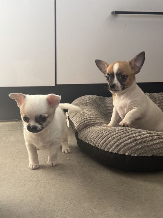 Chihuahua piesek samiec gotowy do odbioru