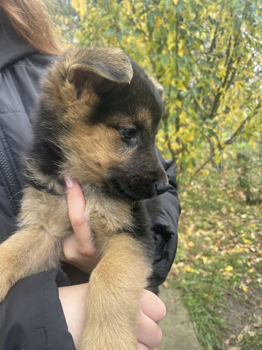 Метис німецької вівчарки