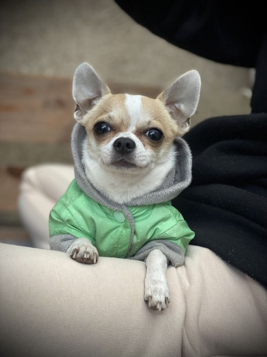 Чихуахуа вязка